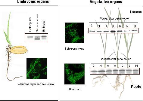 Detección de Hbns en los órganos y tejidos del arroz mediante "Western blot" y microscopía confocal, al utilizar anticuerpos anti­Hb1 del arroz. Tomado de Lira­Ruan et al. (2001), Ross et al. (2001) y Ross et al. (2002).